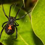 getting rid of spiders