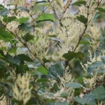 Knotweed Removal